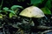 mantar-champignons-galeri-bidibidi-com-7950.jpg