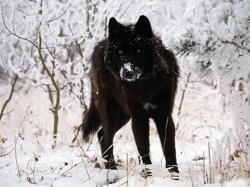 Gray Wolf
Gray Wolf
Anahtar kelimeler: Gray Wolf