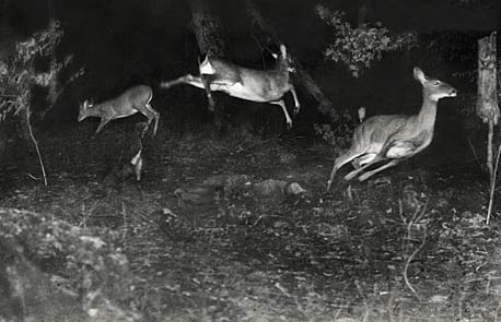 National Geographic'te ilk yabani hayat fotoraf. 1906
National Geographic'te ilk yabani hayat fotoraf. Amerikal George Shiras 70 adet kareyi gece ekti. 
