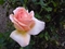 rose-pictures-www-bidibidi-com-109056-4.jpg