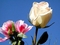 rose-pictures-www-bidibidi-com-88381-10.jpg