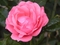 rose-pictures-www-bidibidi-com-94079-1.jpg