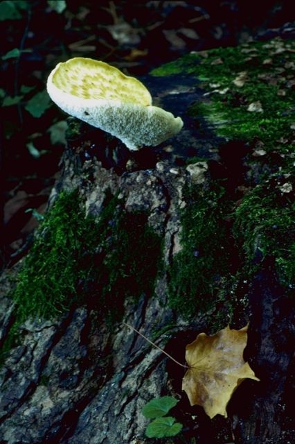 mantar-champignons-galeri-bidibidi-com-1958.jpg