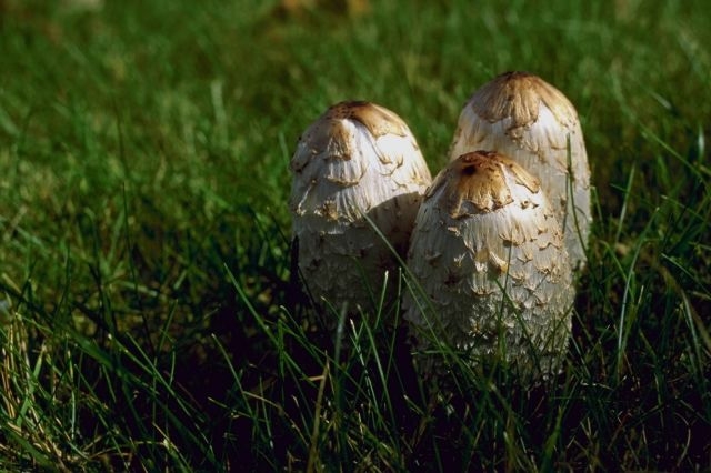 mantar-champignons-galeri-bidibidi-com-2853.jpg