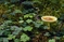 mantar-champignons-galeri-bidibidi-com-1163.jpg