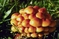 mantar-champignons-galeri-bidibidi-com-1247.jpg