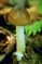 mantar-champignons-galeri-bidibidi-com-1333.jpg