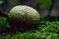 mantar-champignons-galeri-bidibidi-com-143.jpg