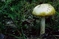 mantar-champignons-galeri-bidibidi-com-1458.jpg