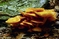 mantar-champignons-galeri-bidibidi-com-1561.jpg