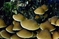 mantar-champignons-galeri-bidibidi-com-1659.jpg