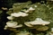 mantar-champignons-galeri-bidibidi-com-2062.jpg