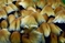 mantar-champignons-galeri-bidibidi-com-2146.jpg