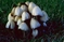 mantar-champignons-galeri-bidibidi-com-2254.jpg