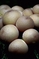 mantar-champignons-galeri-bidibidi-com-2351.jpg