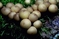 mantar-champignons-galeri-bidibidi-com-2460.jpg