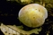 mantar-champignons-galeri-bidibidi-com-2736.jpg