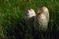mantar-champignons-galeri-bidibidi-com-2853.jpg