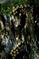 mantar-champignons-galeri-bidibidi-com-2963.jpg
