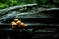 mantar-champignons-galeri-bidibidi-com-3144.jpg