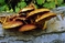 mantar-champignons-galeri-bidibidi-com-3364.jpg