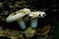 mantar-champignons-galeri-bidibidi-com-343.jpg
