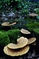 mantar-champignons-galeri-bidibidi-com-3463.jpg
