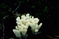 mantar-champignons-galeri-bidibidi-com-3523.jpg