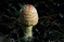 mantar-champignons-galeri-bidibidi-com-3745.jpg