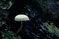 mantar-champignons-galeri-bidibidi-com-3842.jpg