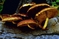 mantar-champignons-galeri-bidibidi-com-3953.jpg