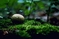 mantar-champignons-galeri-bidibidi-com-4038.jpg