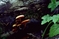 mantar-champignons-galeri-bidibidi-com-4154.jpg