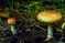 mantar-champignons-galeri-bidibidi-com-4259.jpg