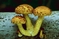 mantar-champignons-galeri-bidibidi-com-6153.jpg