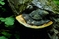 mantar-champignons-galeri-bidibidi-com-6250.jpg