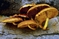 mantar-champignons-galeri-bidibidi-com-6358.jpg