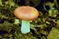 mantar-champignons-galeri-bidibidi-com-6439.jpg