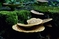 mantar-champignons-galeri-bidibidi-com-654.jpg