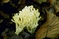 mantar-champignons-galeri-bidibidi-com-6543.jpg