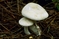 mantar-champignons-galeri-bidibidi-com-6650.jpg