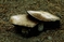 mantar-champignons-galeri-bidibidi-com-6858.jpg