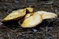 mantar-champignons-galeri-bidibidi-com-6956.jpg