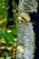 mantar-champignons-galeri-bidibidi-com-7152.jpg