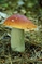 mantar-champignons-galeri-bidibidi-com-7254.jpg