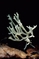 mantar-champignons-galeri-bidibidi-com-7733.jpg