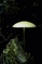 mantar-champignons-galeri-bidibidi-com-8133.jpg
