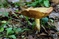 mantar-champignons-galeri-bidibidi-com-8265.jpg