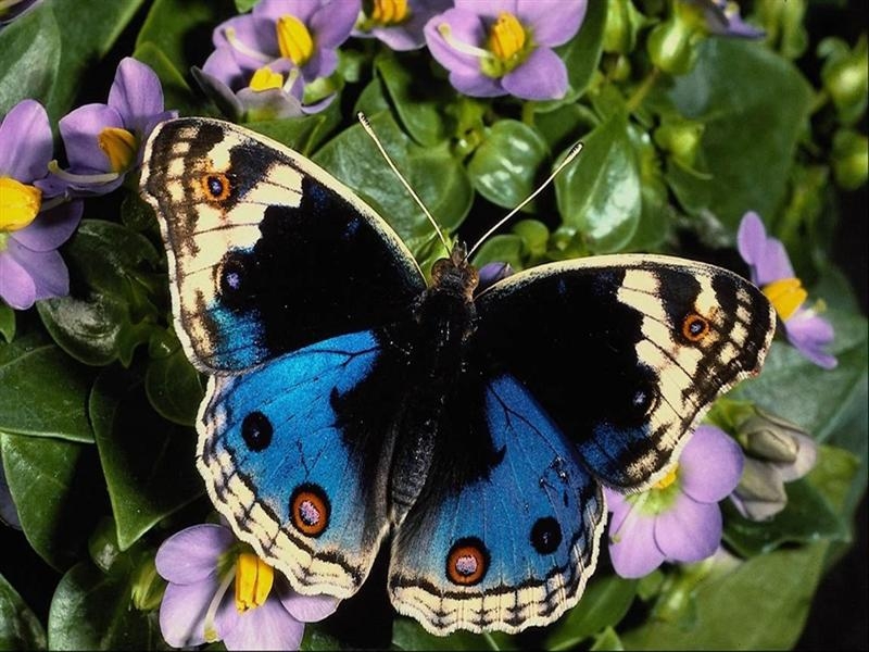 Mavi Desenli Kelebek
Mavi Desenli Kelebek
Anahtar kelimeler: Mavi Desenli Kelebek