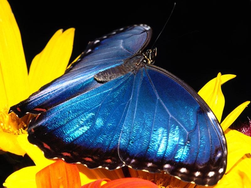 Mavi Kelebekler
Mavi Kelebekler
Anahtar kelimeler: Mavi Kelebekler